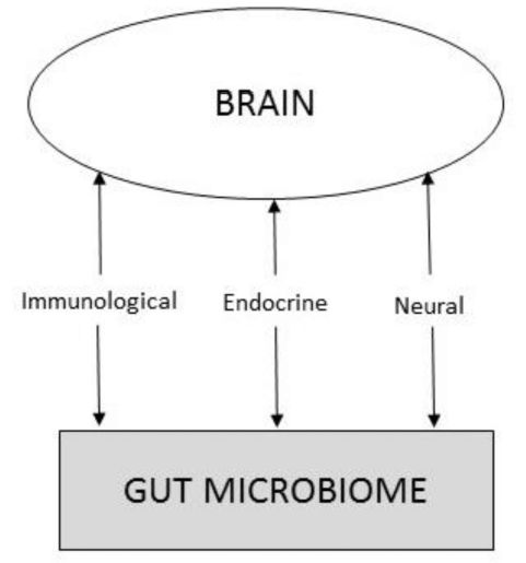 Gut Microbes Play A Role In How The Infant Brain Develops